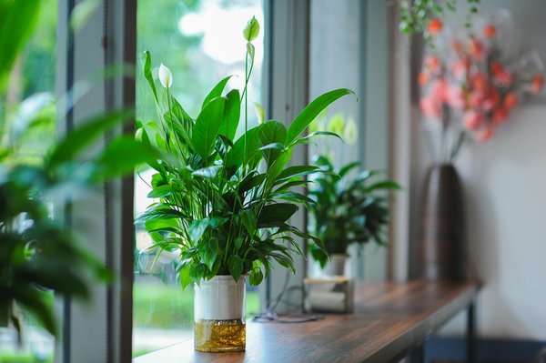 Huiles Essentielles pour un Sommeil Réparateur: Quelles sont les Meilleures?