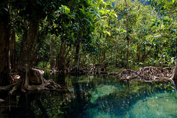 Mangroves: un écosystème indispensable pour lutter contre le changement climatique