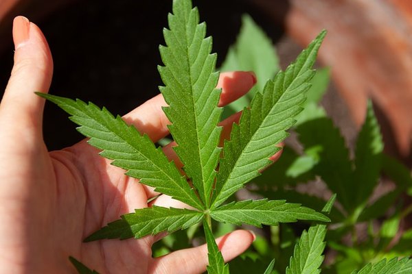 Quelle huile de CBD choisir pour les douleurs ?